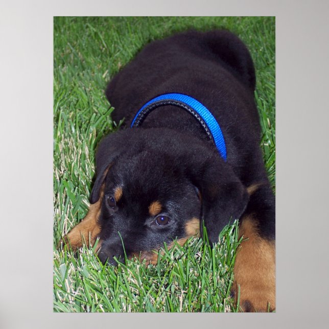 Poster rottweiler pup. (Devant)