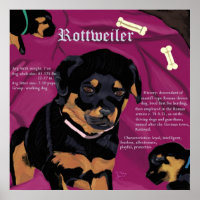 Poster Rottweiler Pup