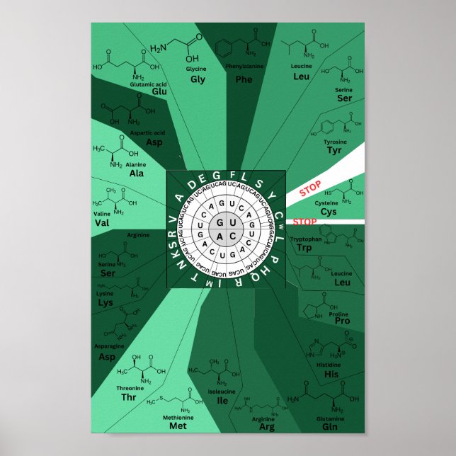 Poster Roue génétique de la carte de codon d'acides aminé (Devant)