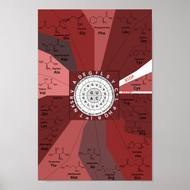 Poster Roue génétique du diagramme de codon en acides ami (Devant)