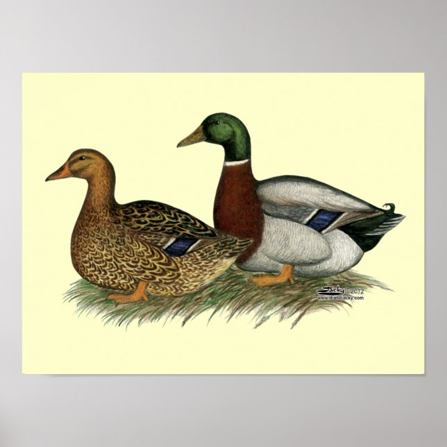 Poster Rouen Ducks (Devant)