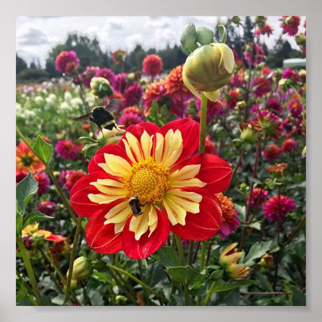 Poster Roues Dahlia (Devant)
