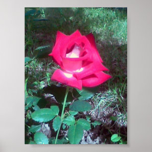 Poster Rouge