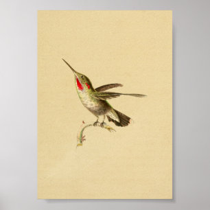 Poster Rouge 1830 d'impression de colibri de cru Throated