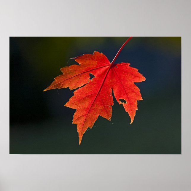 Poster Rouge Acer rubrum) feuille rouge en automne, (Devant)