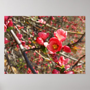 Poster rouge au printemps