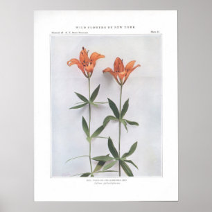 Poster Rouge, Bois ou Philadelphie Lily