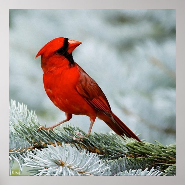 Poster Rouge d'oiseau (Devant)