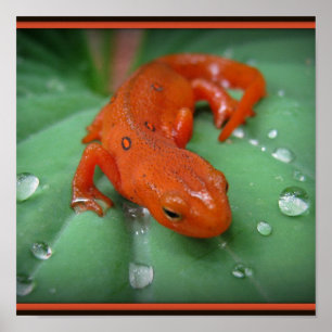 Poster Rouge Eft
