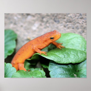 Poster Rouge Eft Orange Salamander Nature 2