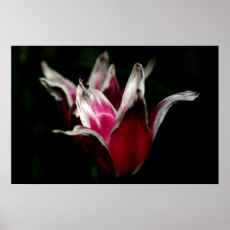 Poster Rouge et blanc sur noir