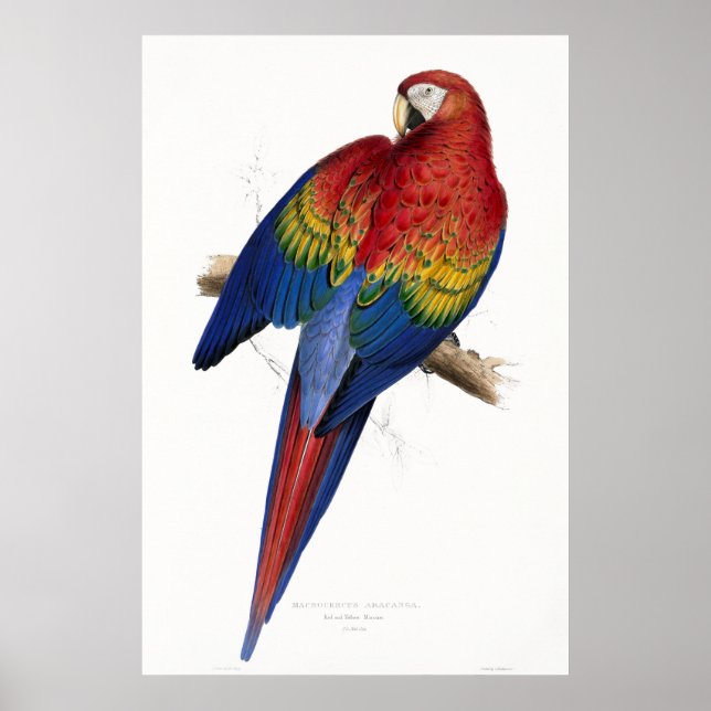 Poster Rouge et jaune Maccaw (Devant)