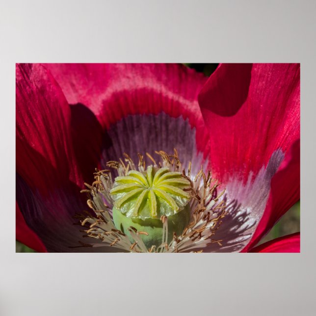 Poster rouge et violet (Devant)