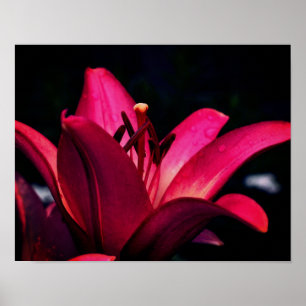 Poster Rouge Lily Flower Close