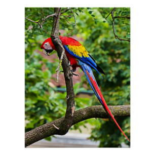 Poster rouge Macaw Mur brillant