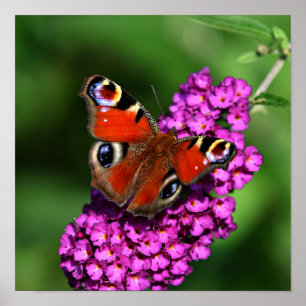 Poster rouge Papillon & Fleurs