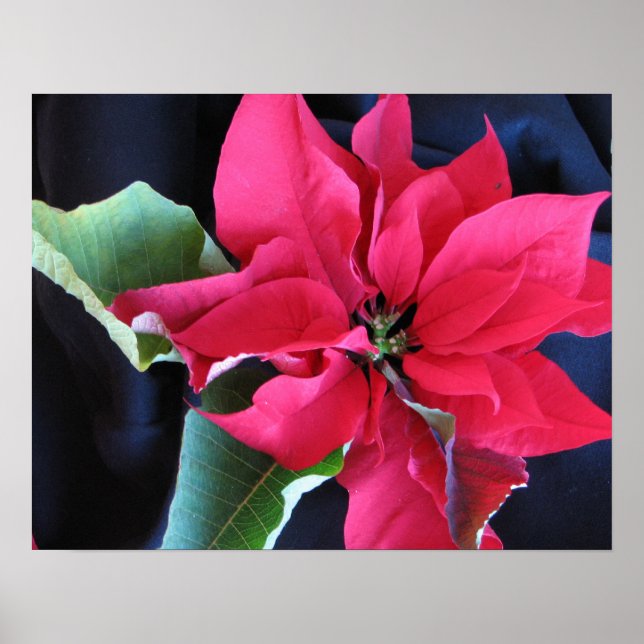 Poster rouge Poinsettia (Devant)
