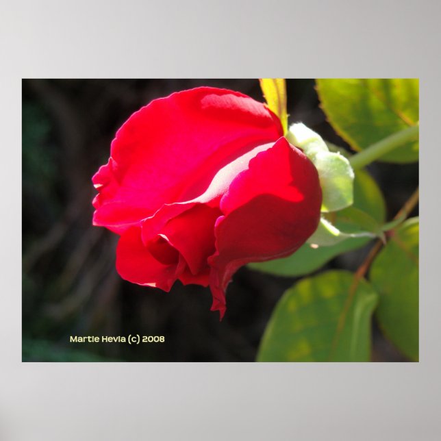 Poster Rouge Rose Bud (Devant)