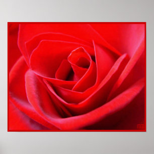 Poster Rouge Rose Imprimer Belle Fleur Art Imprime