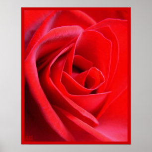 Poster Rouge Rose Imprimer Belle Fleur Art Imprime