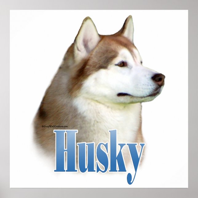 Poster rouge Sibérien Husky (Devant)