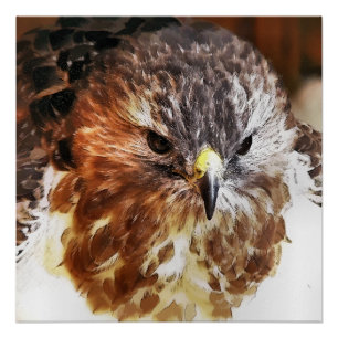 POSTER ROUGE TAILLÉ HAWK