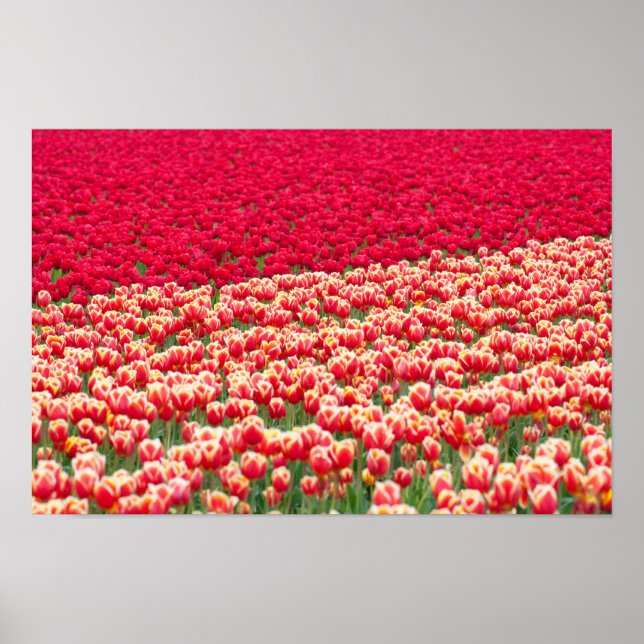 Poster rouge tulipe (Devant)