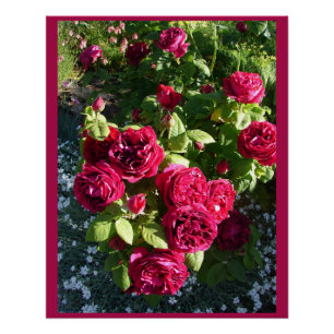 Poster Rouge Vintage Rose Fleur Jardin fleuri Roses Poste