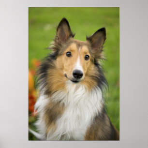 Poster Rough Collie, chien