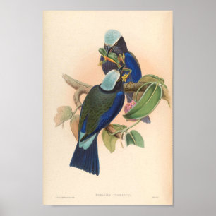 Poster Rouleau à ailes violettes Oiseaux Vintages D'Asie