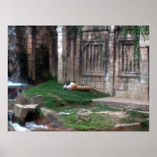 Poster Rouleau de tigre (Devant)