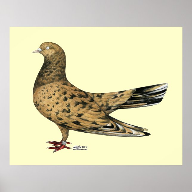 Poster Rouleau Oriental Volant : amande (Devant)