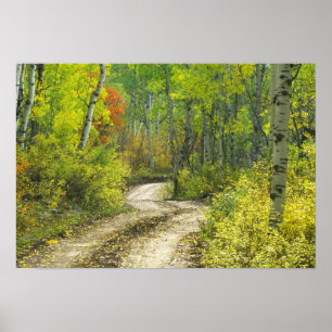 Poster Route aux couleurs automnales et aux aspérités 