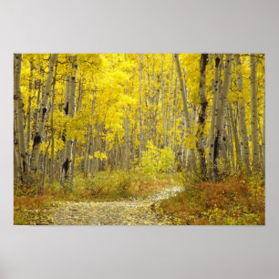 Poster Route avec couleurs d'automne et trembles dans Keb