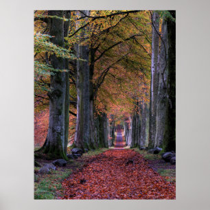 POSTER ROUTE AVEC FEUILLES TOMBANTS ENTRE ARBRES