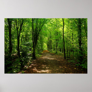 Poster Route forestière 5