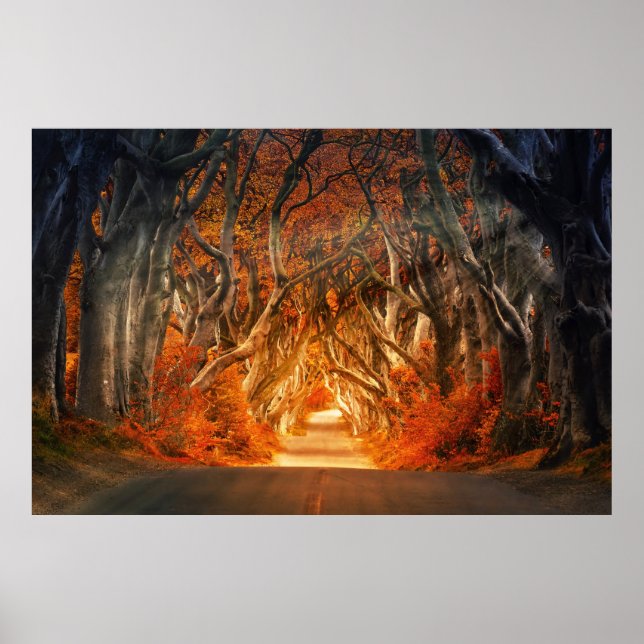 Poster Route forestière enchantée (Devant)