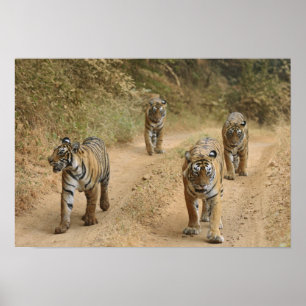 Poster Royal Bengal Tigers
