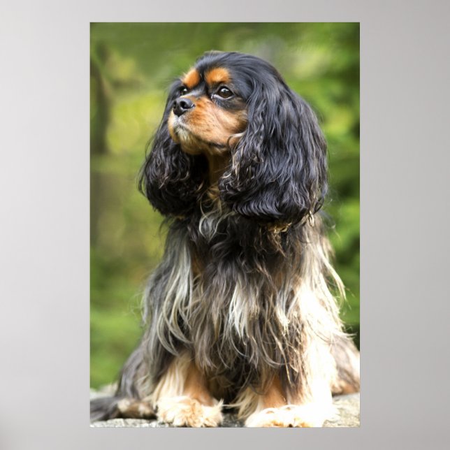 Poster Royal Black Et Tan Cavalier King Charles Spaniel (Devant)
