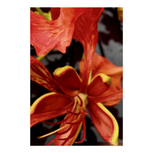 Poster Royal Poinciana