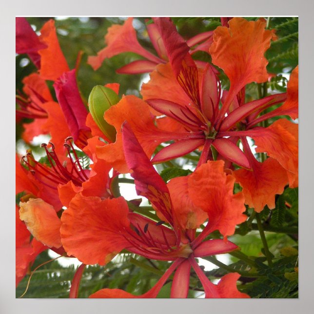 Poster Royal Poinciana (Devant)