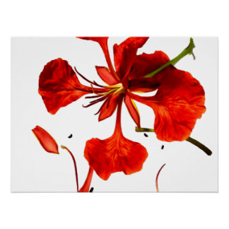 Poster Royal Poinciana