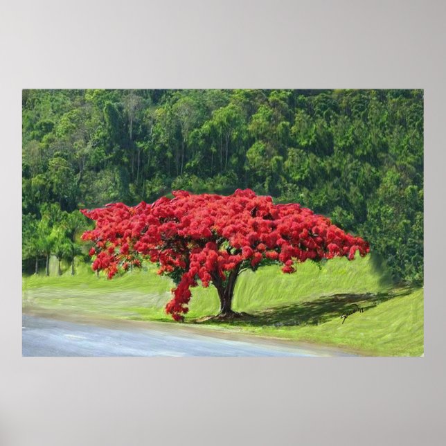 Poster Royal Poinciana (Devant)