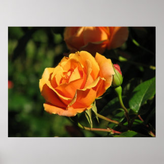 Poster Royal Sunset Hybrid Tea Rose 016