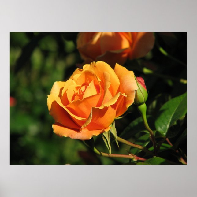 Poster Royal Sunset Hybrid Tea Rose 016 (Devant)