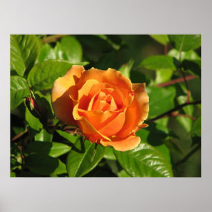 Poster Royal Sunset Hybrid Tea Rose 018