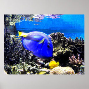 Poster Royal tang and Yellow tang fish