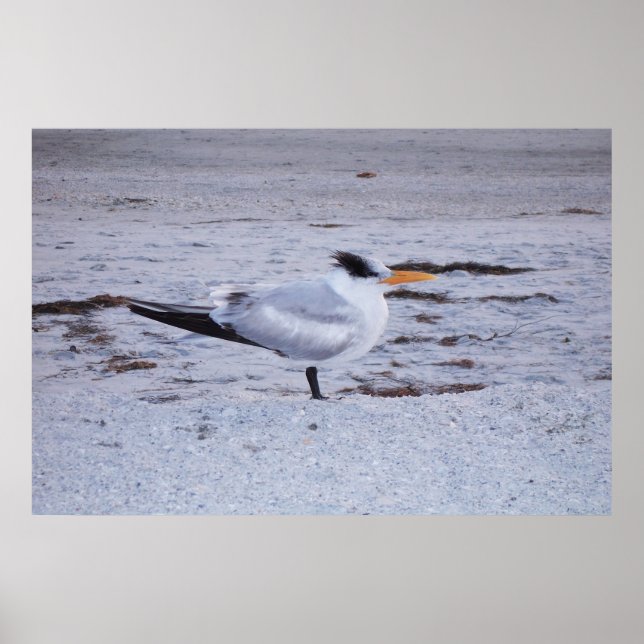 Poster Royal Tern (Devant)