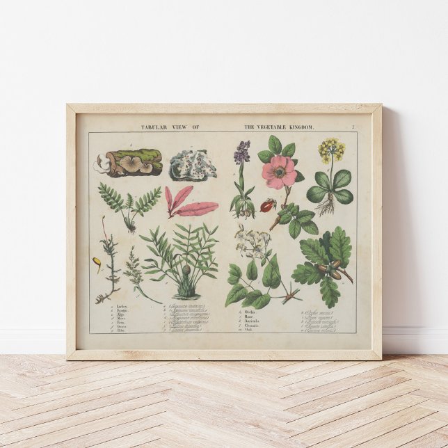 Poster Royaume végétal | Charlotte Mary Yonge (Créateur téléchargé)