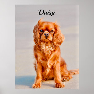 Poster Ruby Cavalier King Charles Spaniel